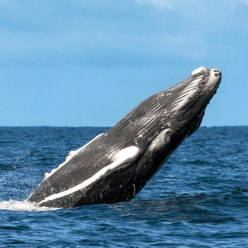 avistamiento de bañenas